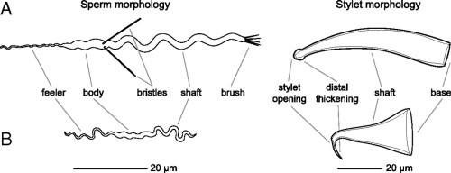 Two strategies used by species of Macrostomum to force the partner to have your sperm. (A) A species in which two individuals share sperm but later may try to get rid of the partners sperm have evoled sperm cells with bristles that hold the sperm in the female cavity. (B) Other species have evolved a more aggressive behavior, in which they inject sperm in the partner using a sytlet (penis) with a sharp end able to pierce the body. In this case there is no need to have bristled sperm cells. Image extracted from Shärer et al. (2011) [see references].
