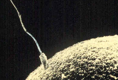 A classical image of a male gamete (sperm) reaching a female gamete (egg) during fertilization. See the astonishing difference in size.