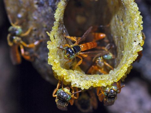 Jataí bees at the entrance of their hive. Photo by Bernard Dupont.*