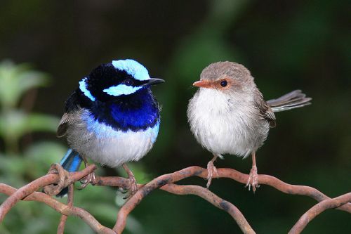 800px-male_and_female_superb_fairy_wren