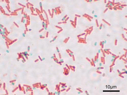 bacillus_subtilis_spore