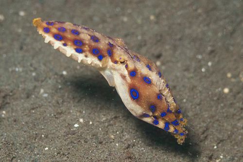 800px-blue-ringed_octopus_281428061429929