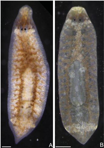 Two new species of Neotropical land flatworms (Platyhelminthes